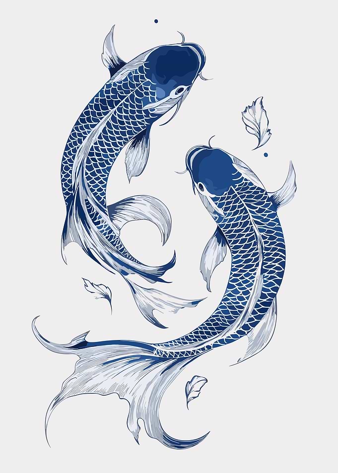 Two Blue Koi Fish Swimming