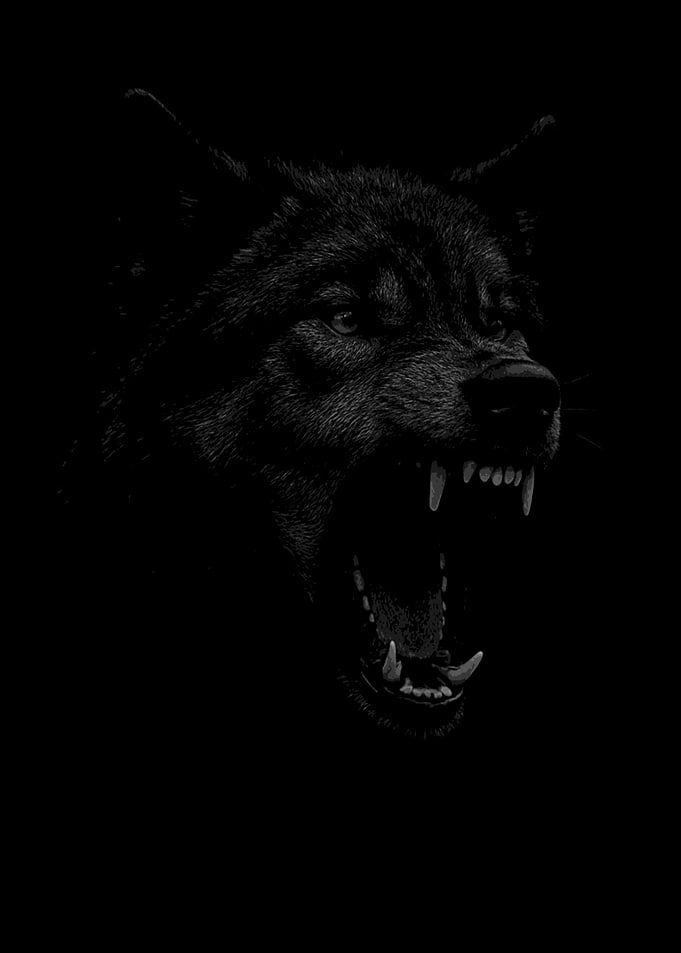 Fierce Black Wolf Roaring