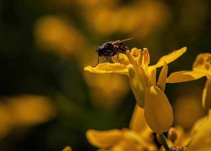 Fly on a yellow flower