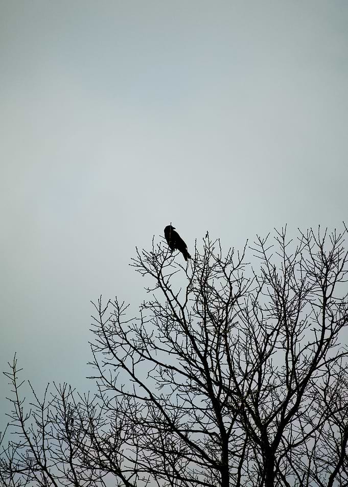 Silhouette of a raven bird on a tree