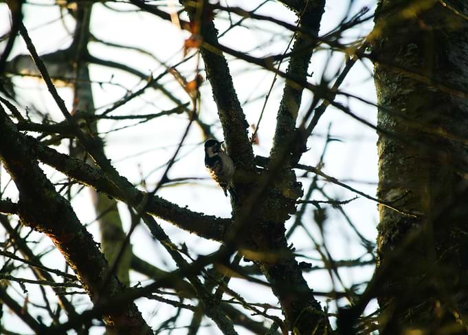 Small woodpecker bird on a tree branch