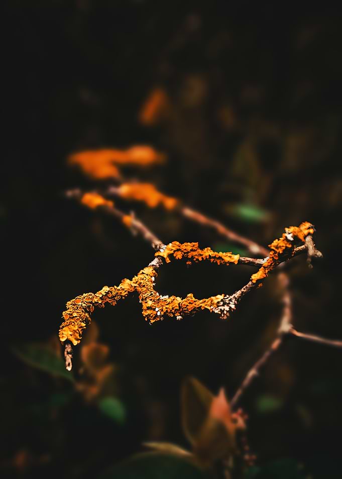 Orange Lichen on Tree Branch