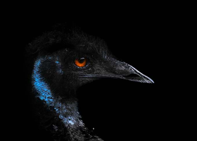 Emu Portrait with Orange Eye