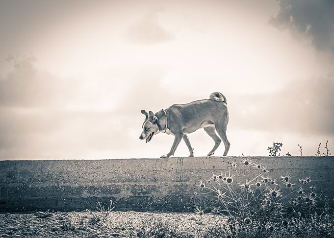 Concrete Dog
