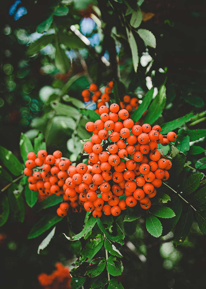Close-up of Rowan Berries