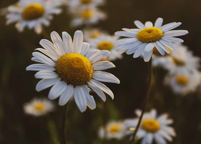 Close-up of Daisies