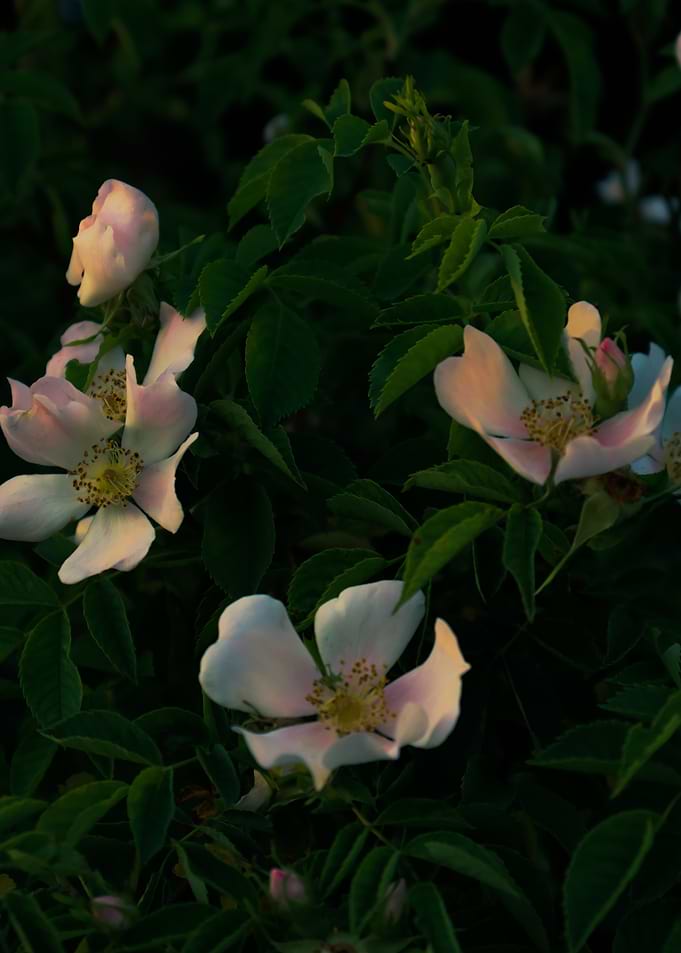 Delicate Pink and White Wild Roses
