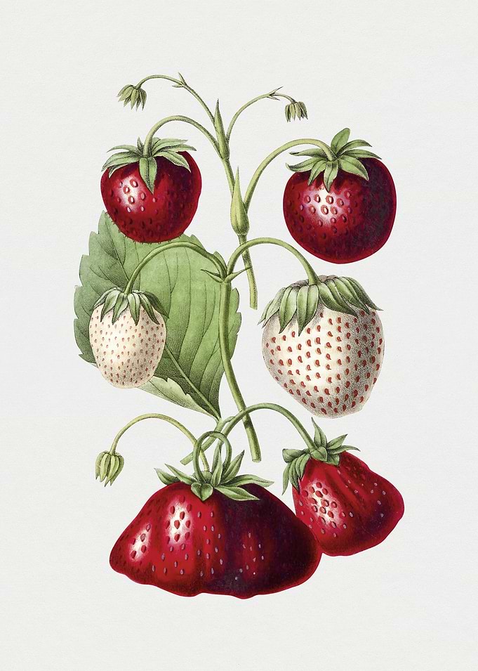 Vintage Strawberry Illustration