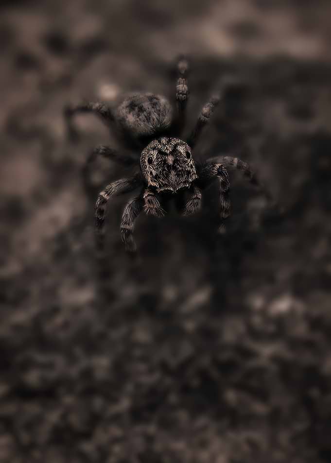 Close-up of a jumping spider