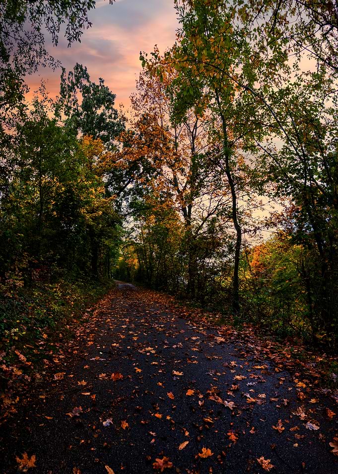 Autumn Path in Forest