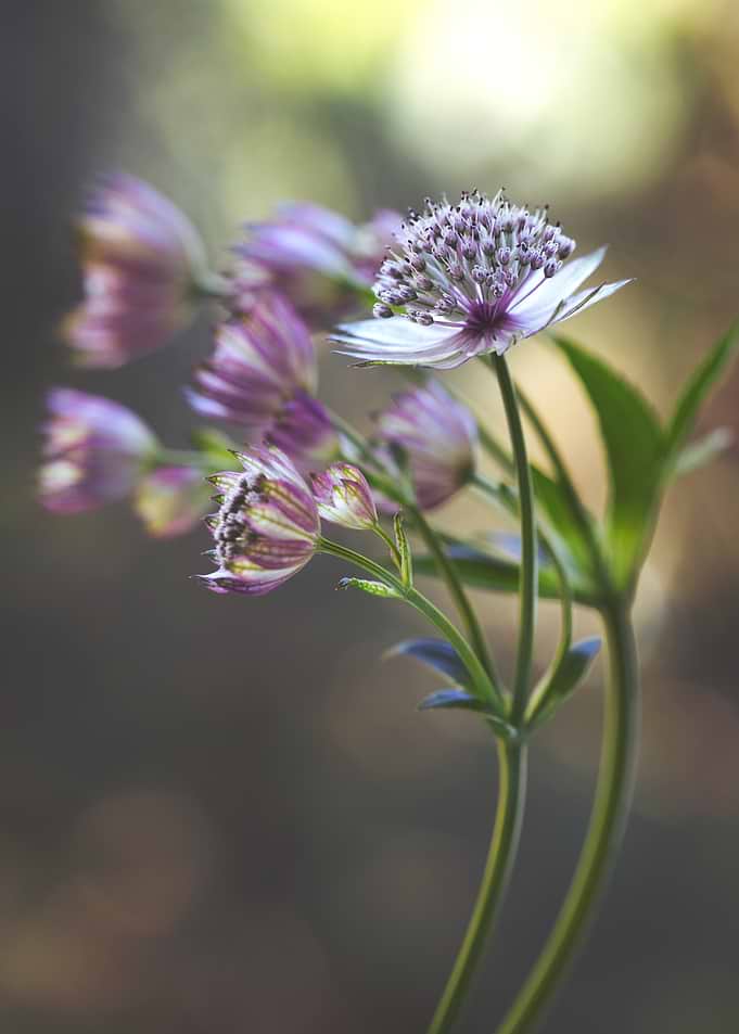 Astrantia Flower Macro