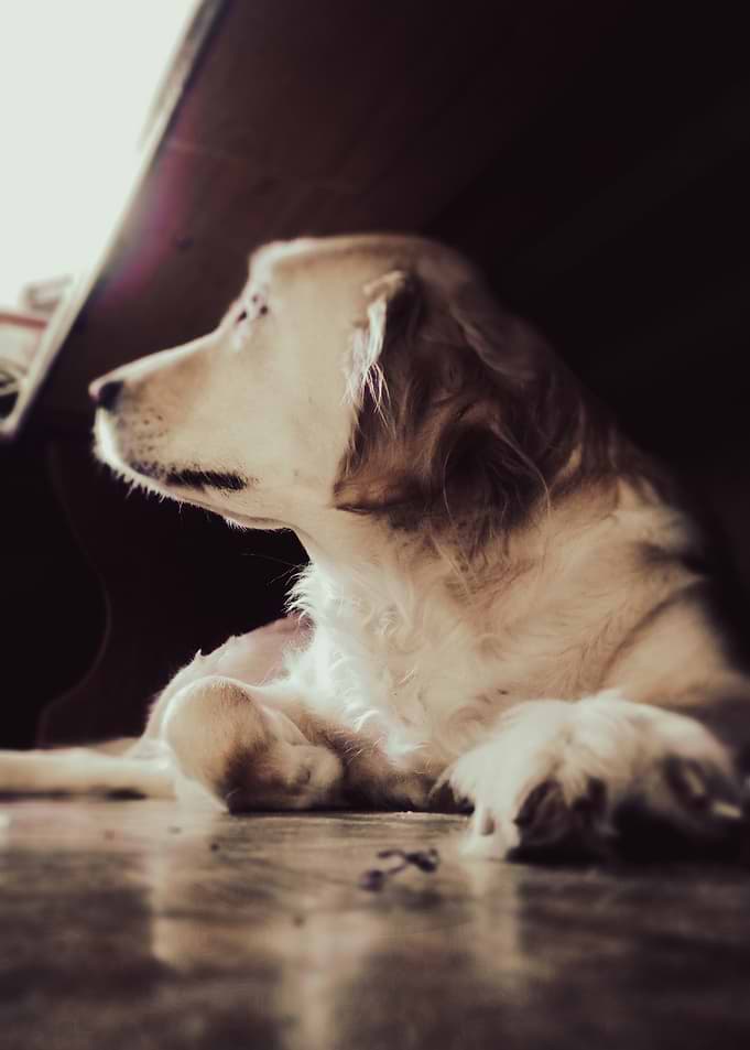 Golden Retriever Dog Under Table