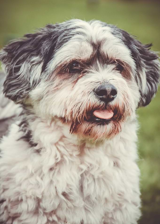 Close-up of a shaggy dog