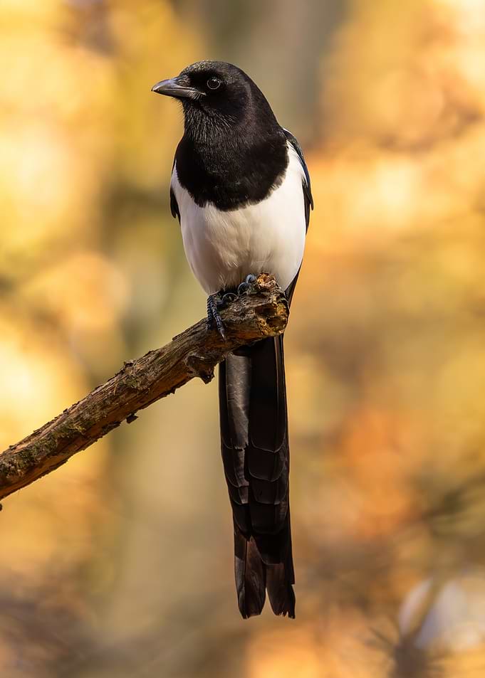 Eurasian Magpie
