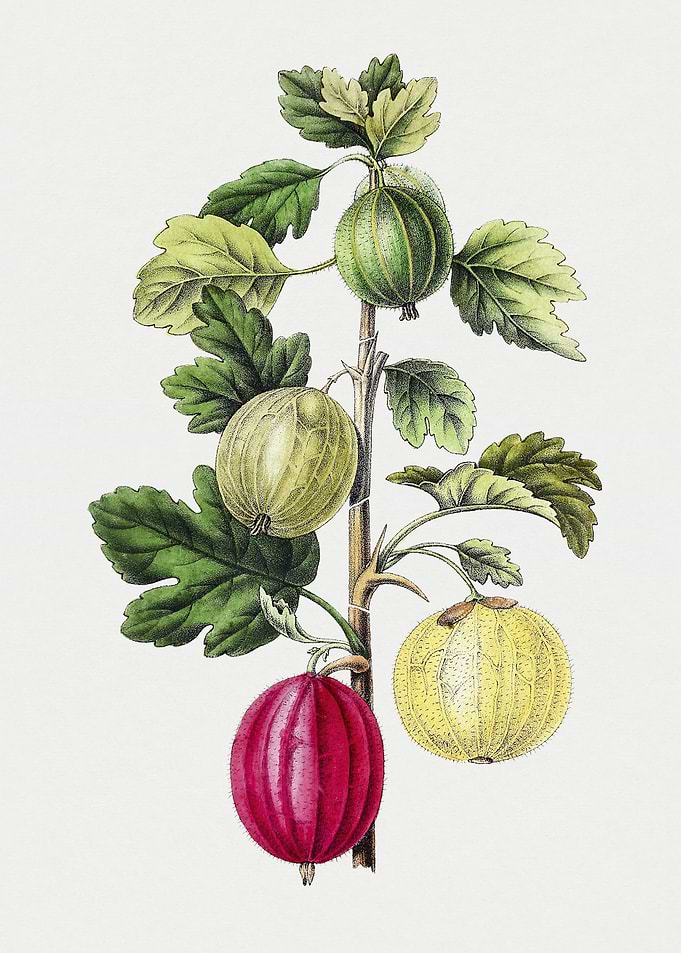 Botanical Illustration of Gooseberries