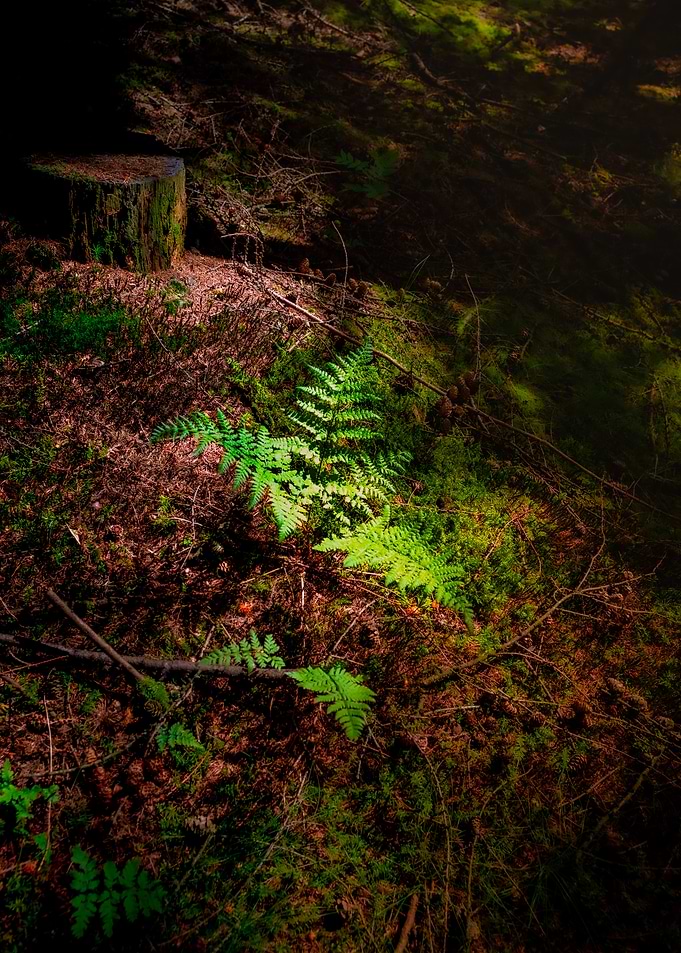 Sunlit Ferns in a Forest