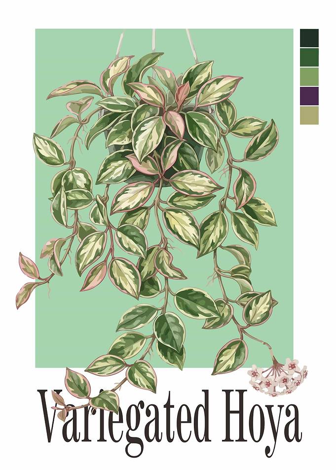 Variegated Hoya Plant Illustration