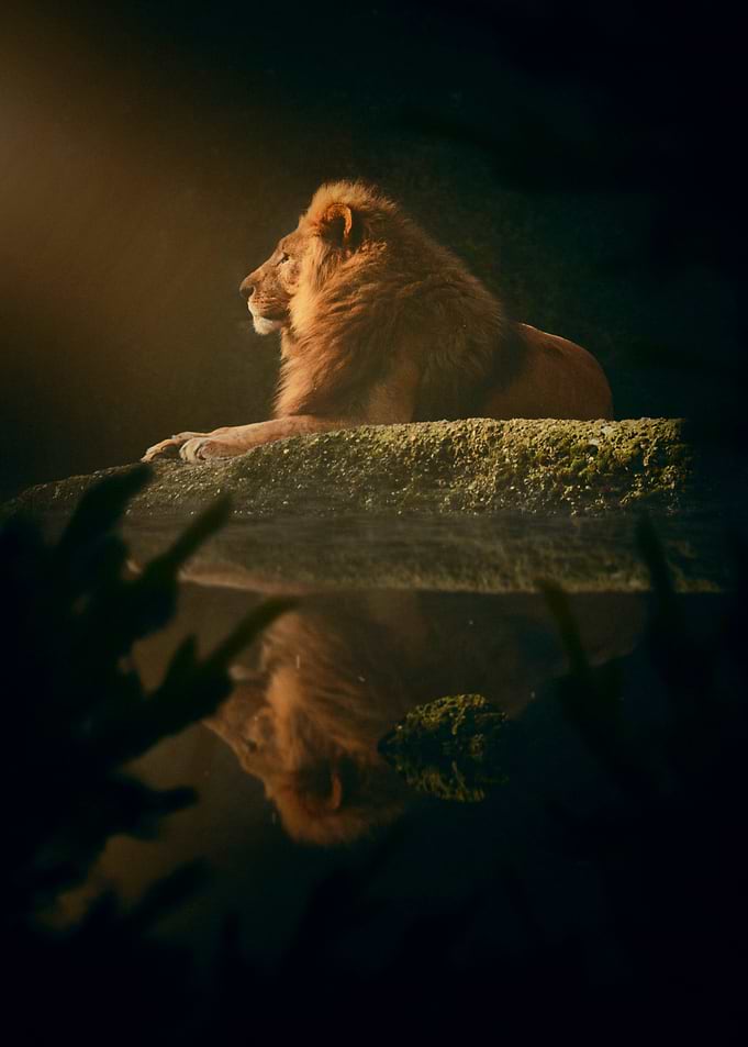 Majestic Lion Reflecting in Water