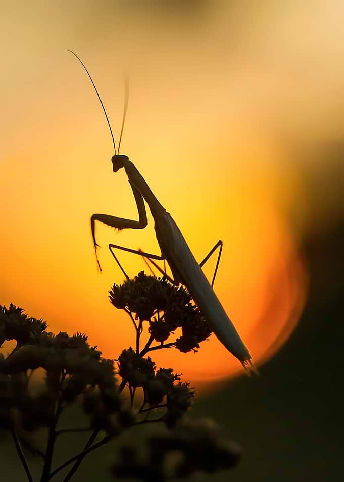Praying Mantis Silhouetted Against Sunset