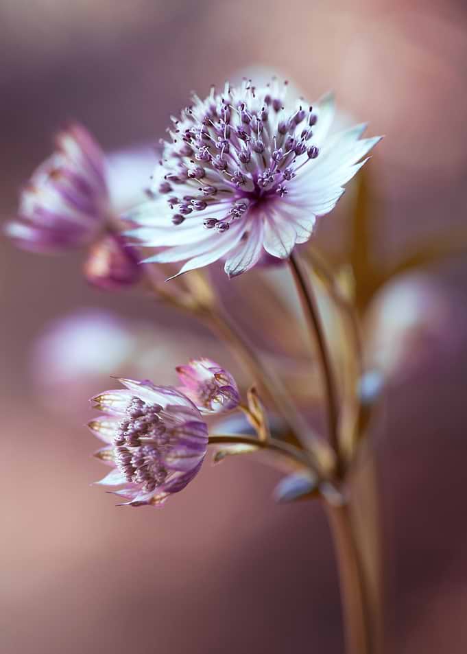 Close-up of Astrantia flowers