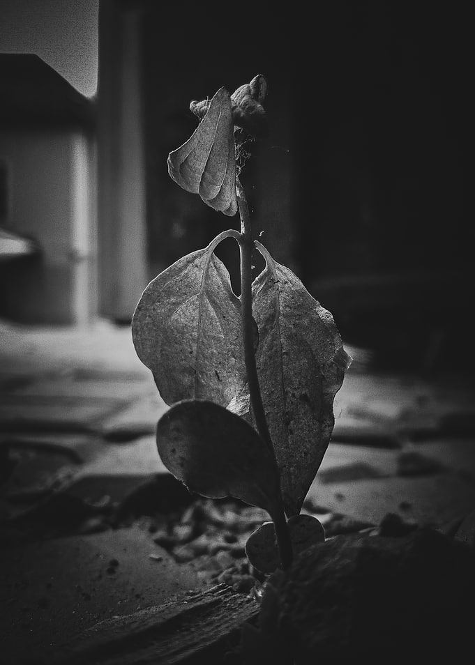 Lone seedling growing through cracks