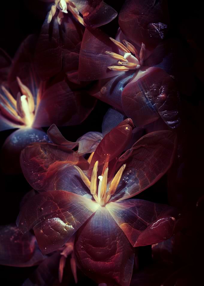 Dark Floral Macro Photography