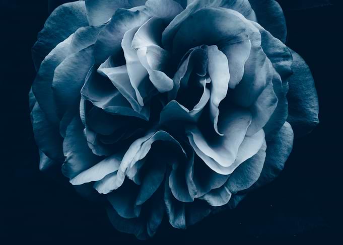 Close-up of a Blue Rose