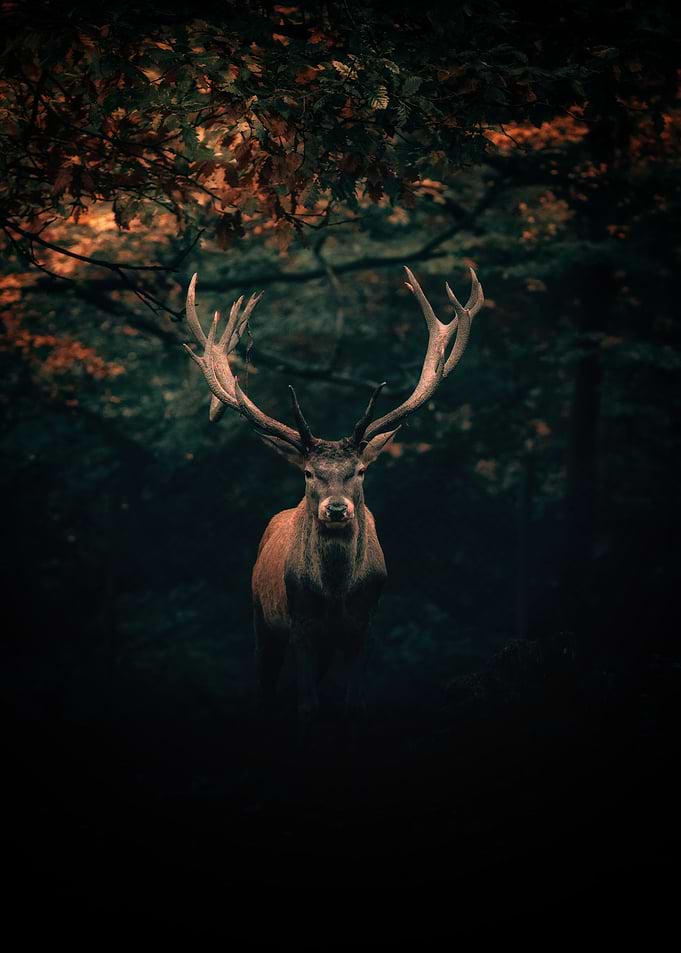Majestic Stag in Autumn Forest
