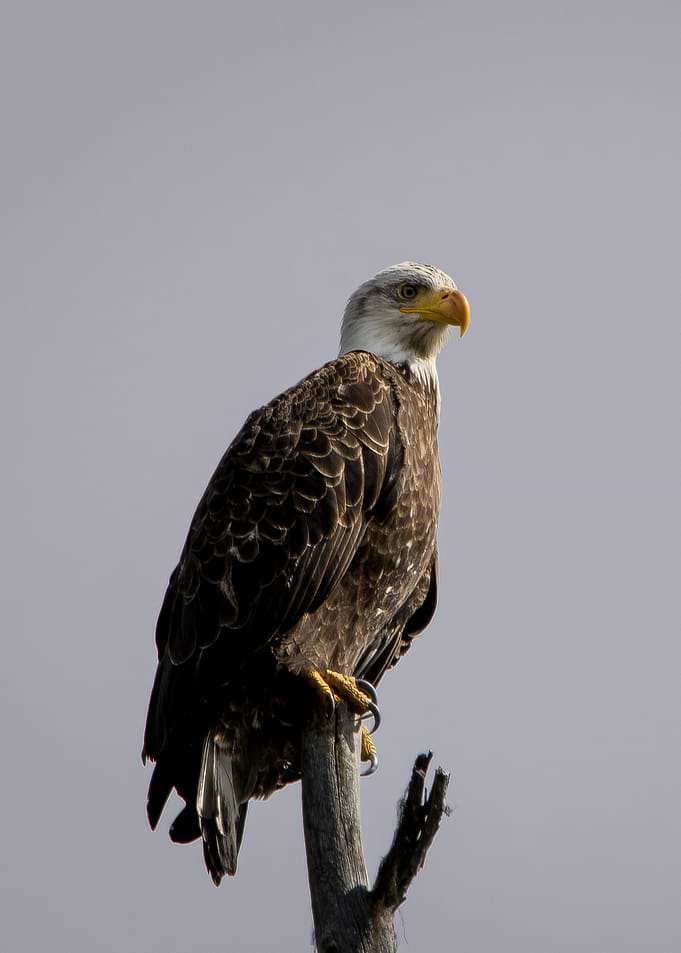 Bald Eagle Perched on a Branch