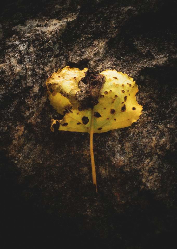 Yellow leaf on dark stone