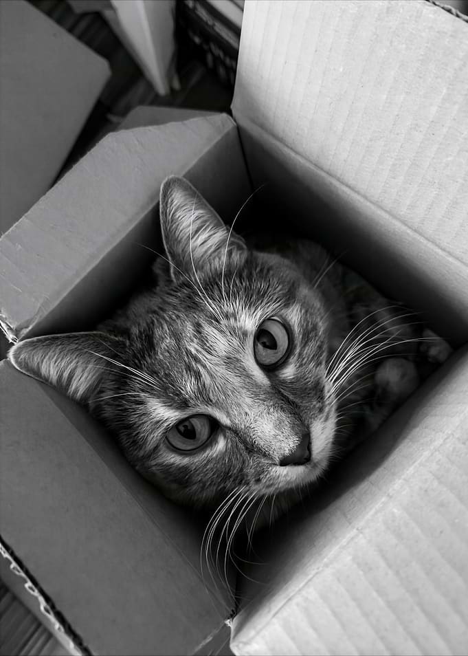Cat In A Cardboard Box