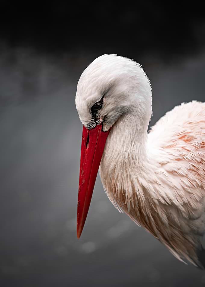 Close-up of a White Stork
