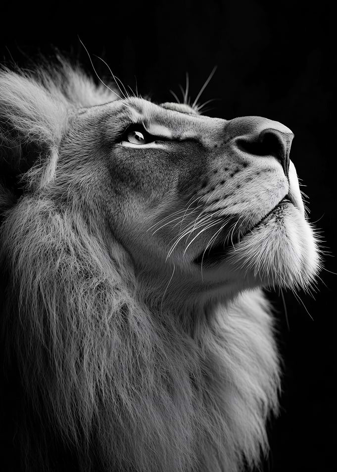 Majestic Lion Looking Upwards