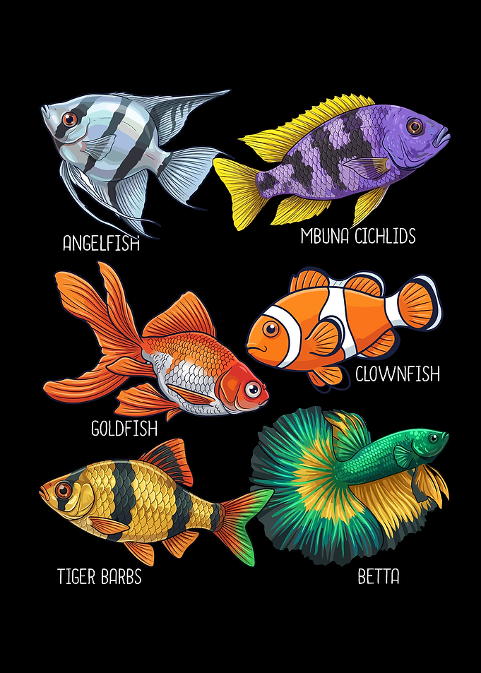 Goldfish Lover Fish Species Aquarium Fish Pet Clownfish