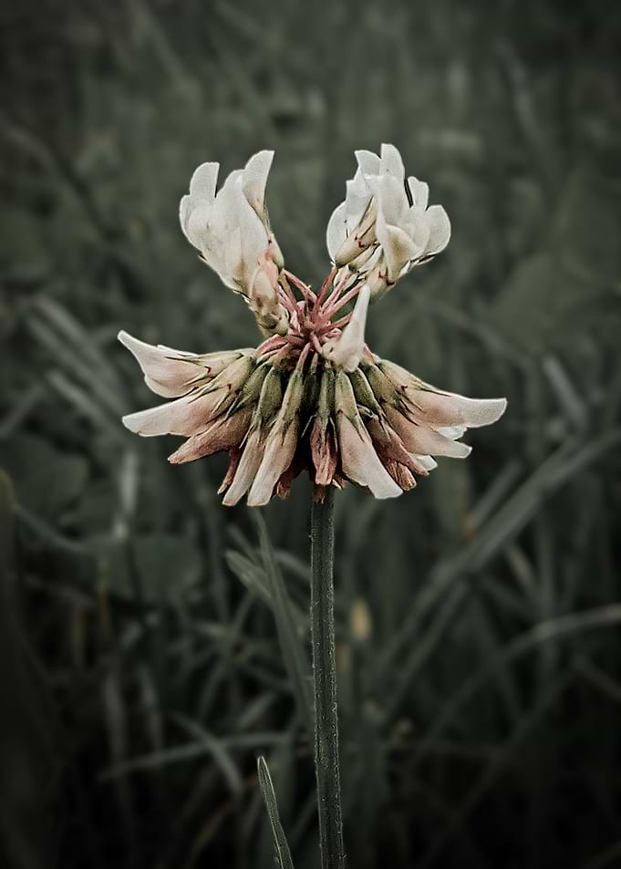 Close-up of a wilting white clover flower