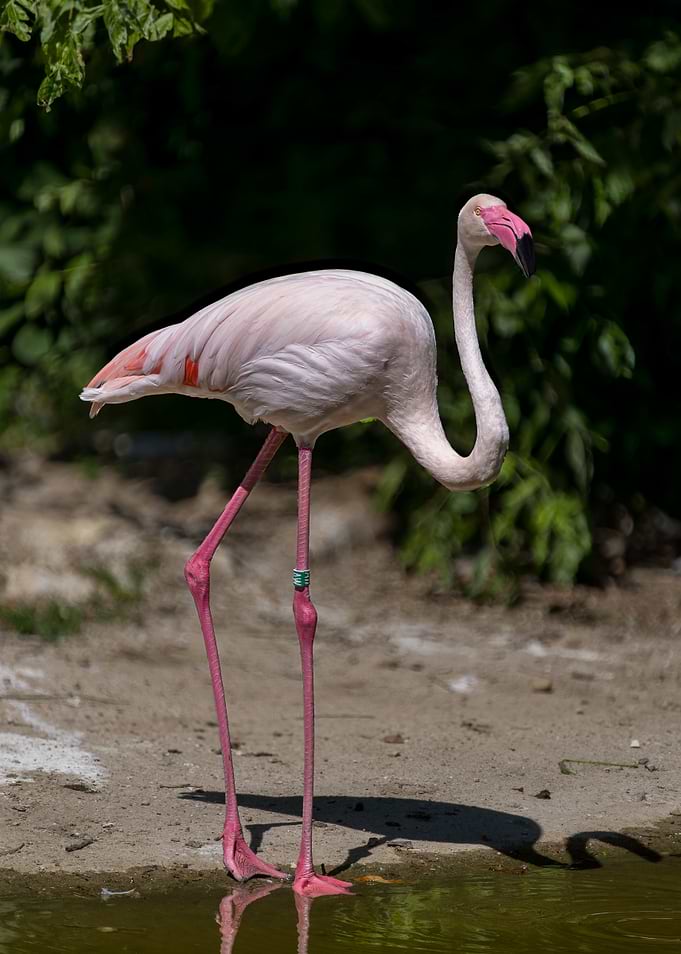 Flamingo standing by water