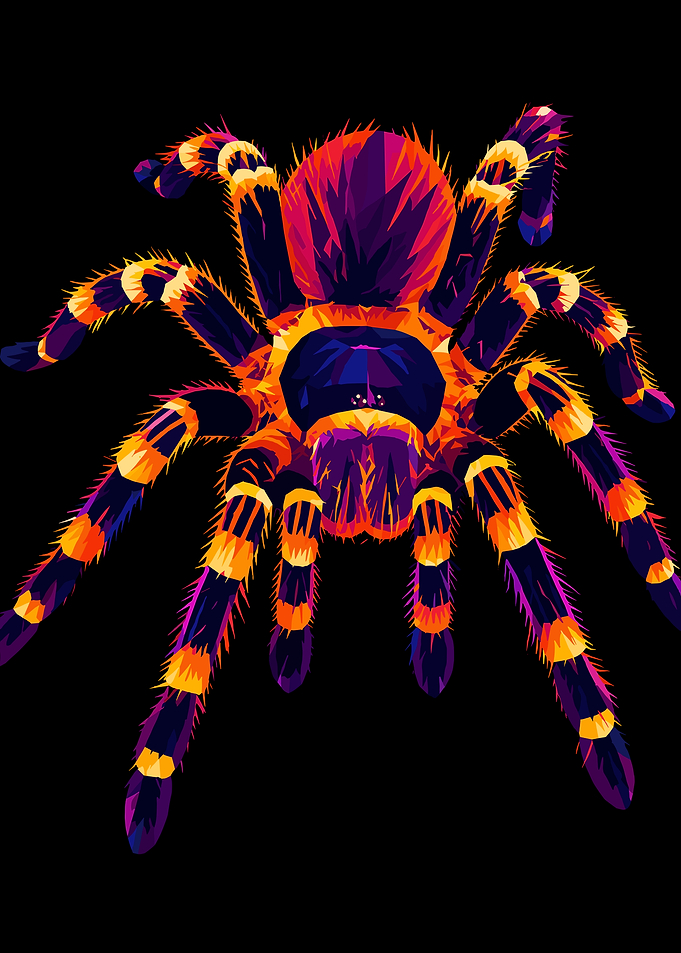 Colorful Tarantula Spider Art