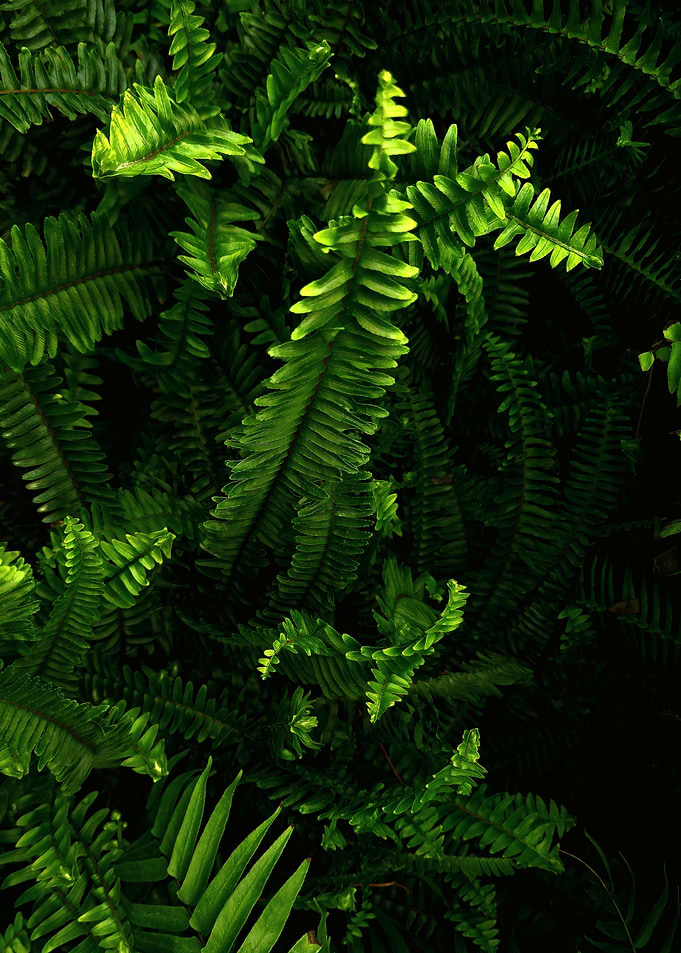 Lush Green Fern Fronds