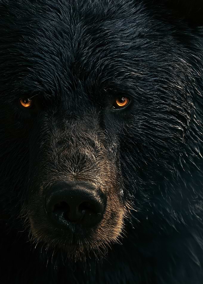 Close-up of a Black Bear's Face