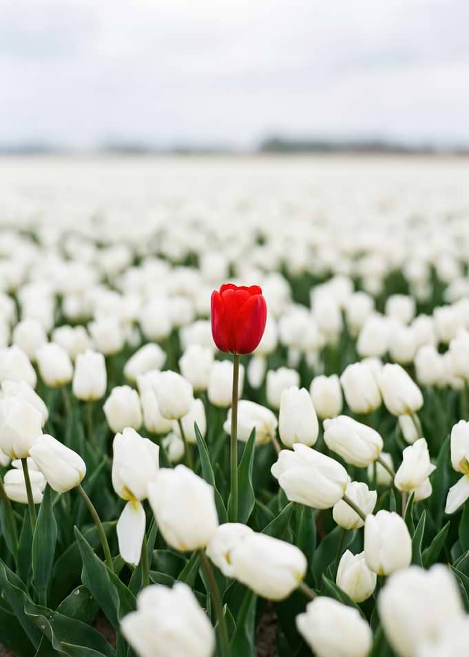 Red Tulip Stands Out in White Field