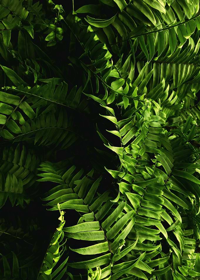 Lush Green Fern Fronds