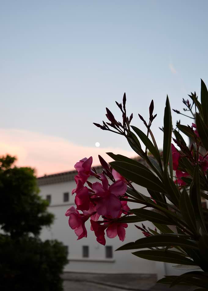 Pink Oleander Flowers at Dusk