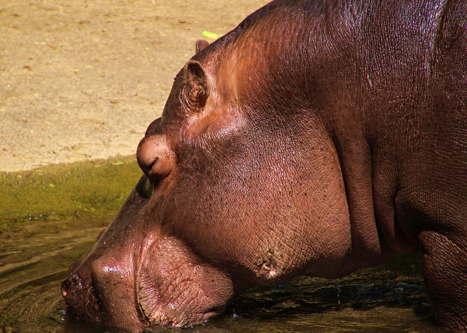 Hippopotamus drinking water