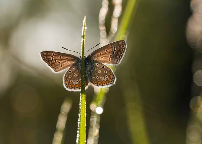 Butterfly on a Dewy Blade of Grass