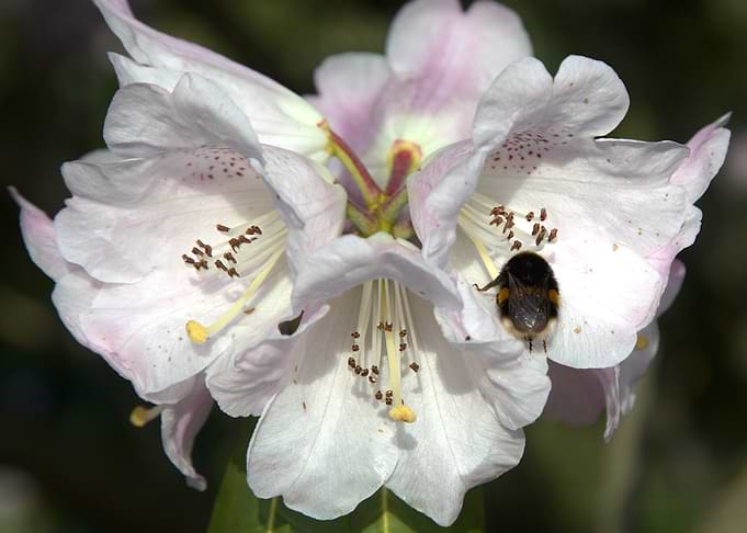 Bumblebee on a pink rhododendron flower