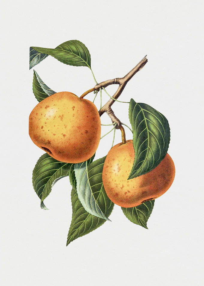 Vintage Pears on a Branch