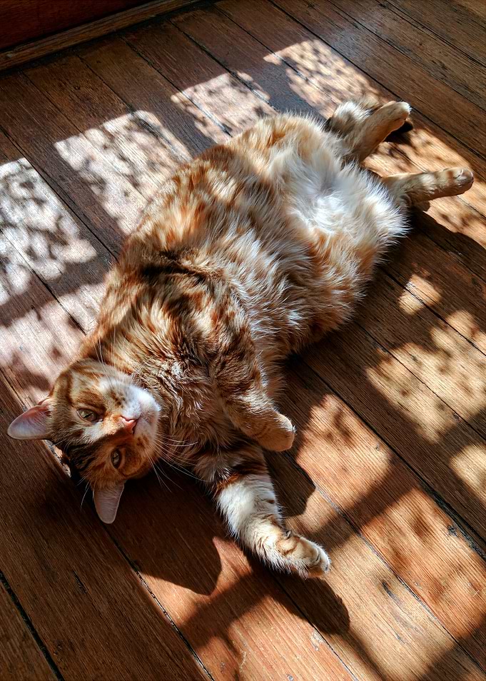 Orange Tabby Cat Lounging In Sunlight