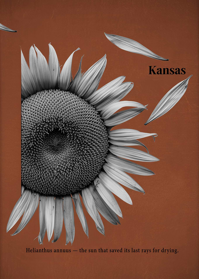 Kansas Sunflower with Petals