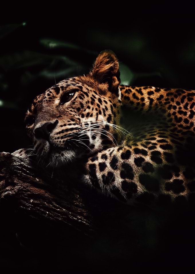 Leopard resting on a tree branch