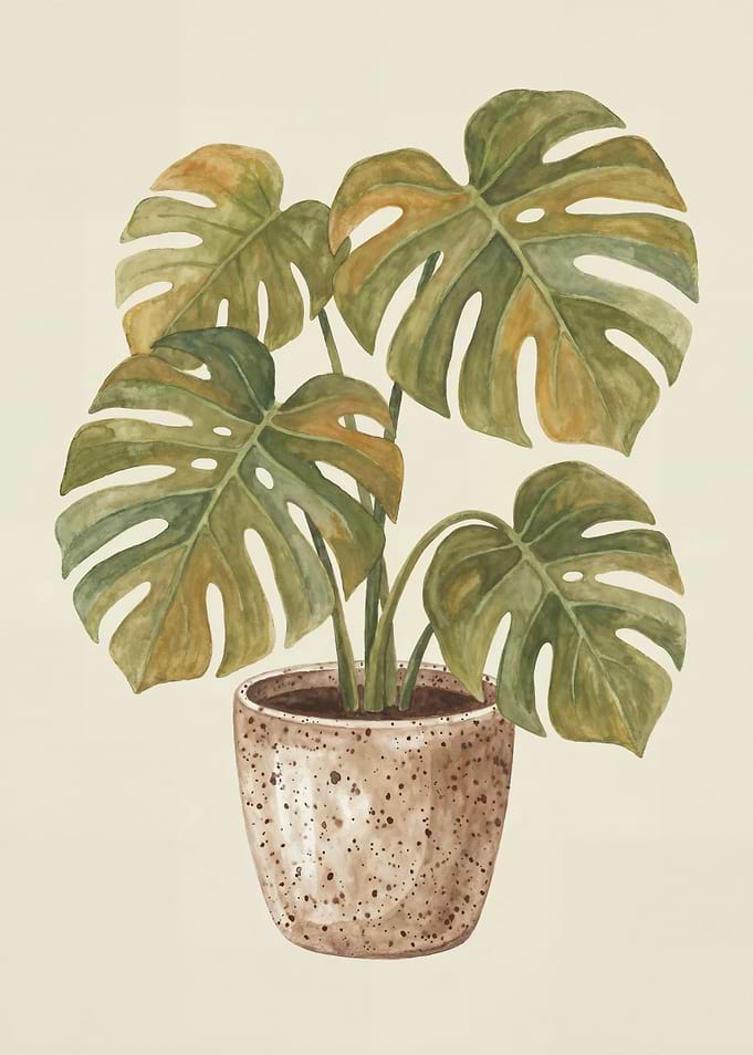Monstera Plant in Speckled Pot
